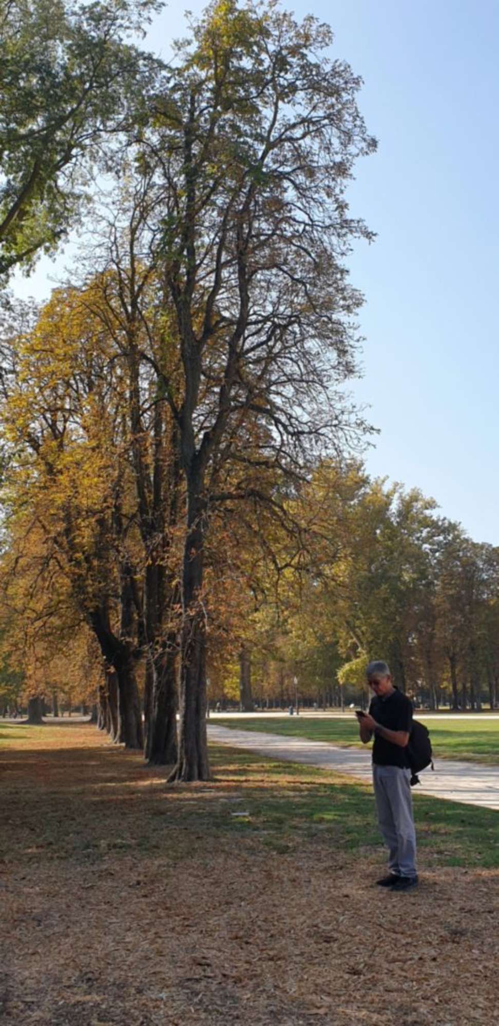 Ippocastano2_Parco Ducale_2023919_112021